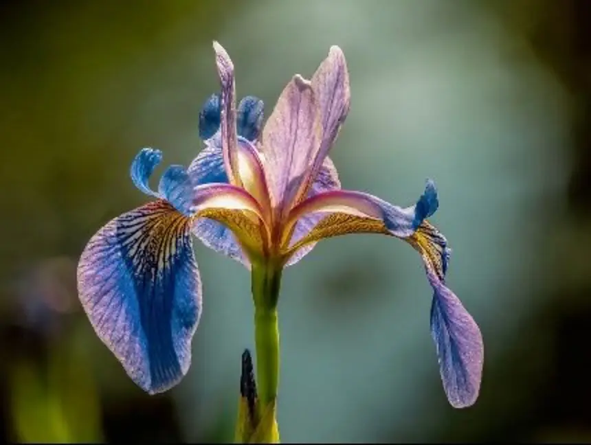 Iris Flower